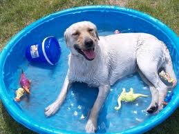Familypet Vet - Dog in kiddy pool