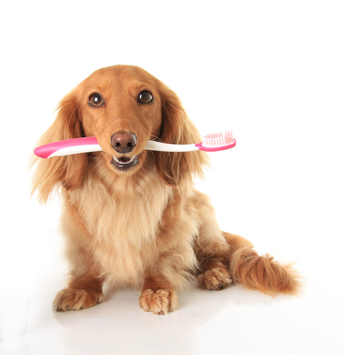 Familypet Vet - dog holding toothbrush in mouth