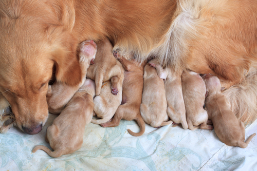 Familypet Vet - dog breastfeeding puppies