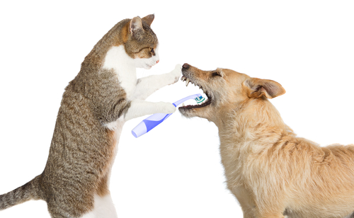 Familypet Vet - Cat brushing dogs teeth