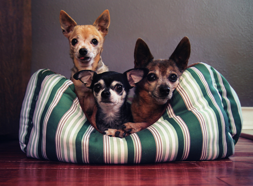 Familypet Vet - three dogs in a dog bed