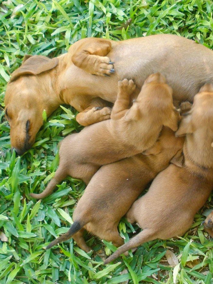 Familypet Vet - Litter of puppies laying on Mum