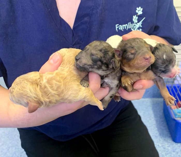 Familypet Vet - Newborn puppies
