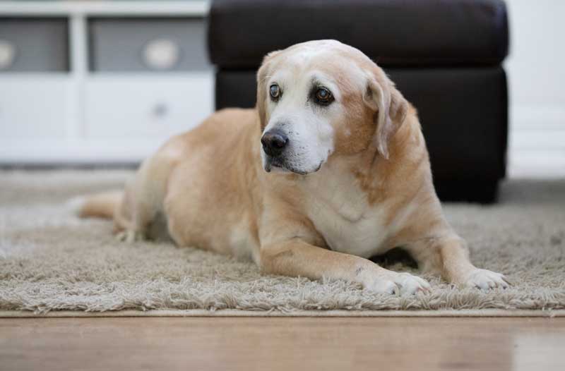 Familypet Vet - senior labrador dog
