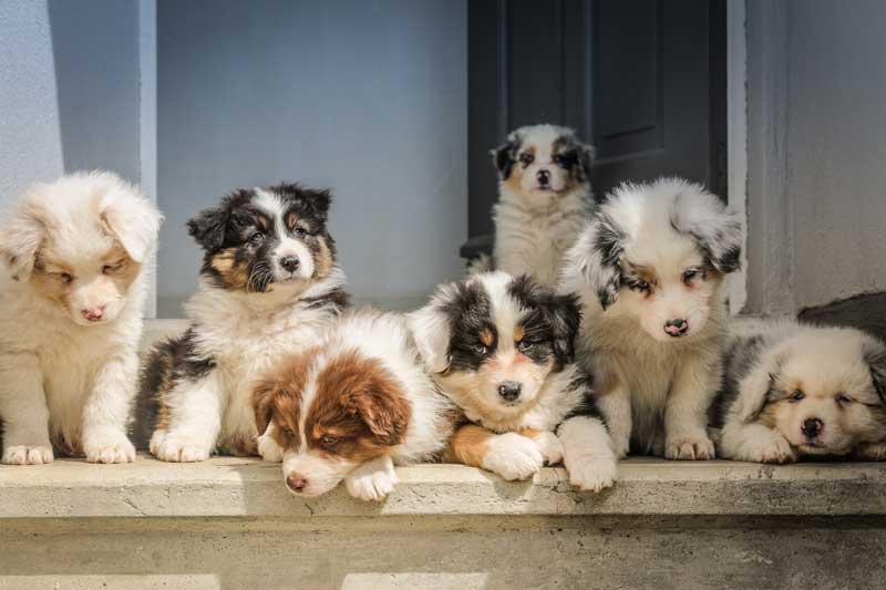 Familypet Vet - litter of puppies