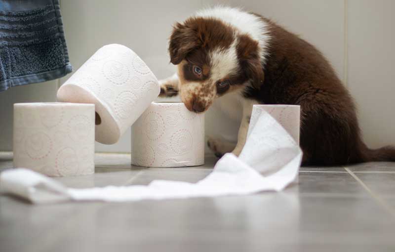 Familypet Vet - dog chewing toilet paper rolls
