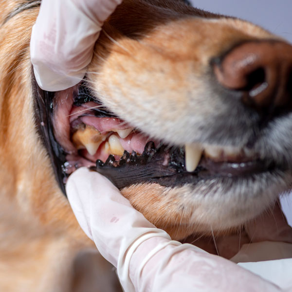 Familypet Vet - dog with dental decay
