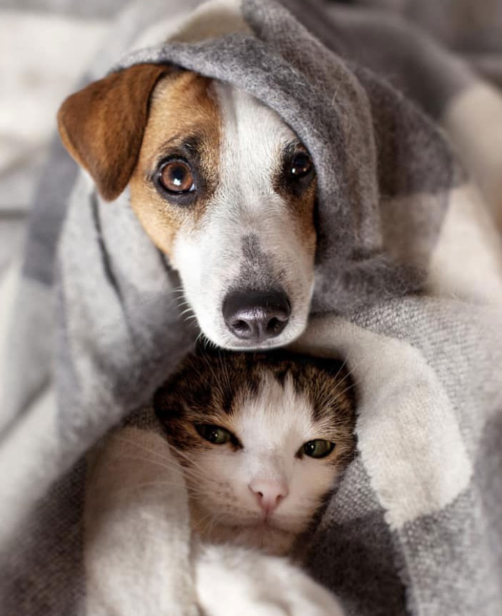 Familypet Vet - dog and cat wrapped in blanket