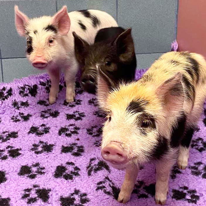 Familypet Vet - miniature pigs