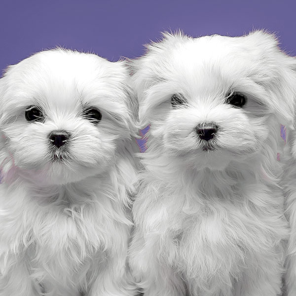 Familypet Vet - two white puppies
