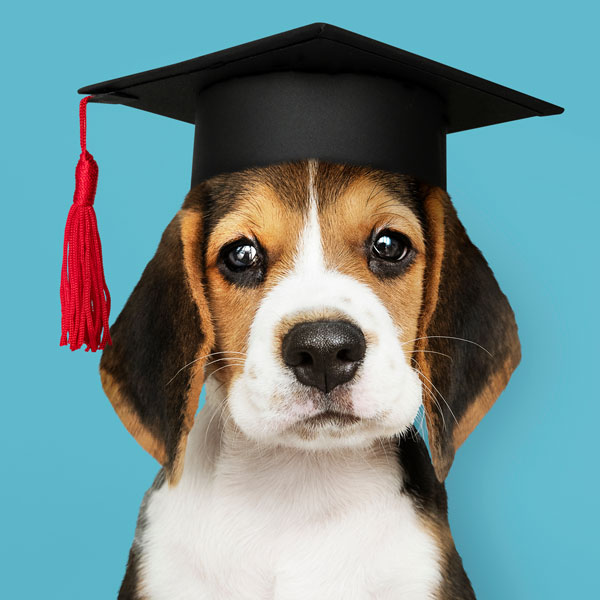 Familypet Vet - puppy graduate