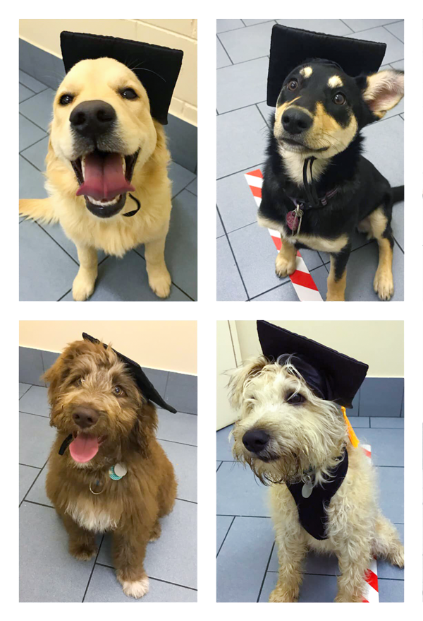 Familypet Vet - puppy school graduates
