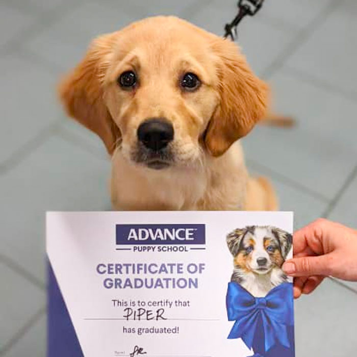 Familypet Vet - puppy pre-school certificate