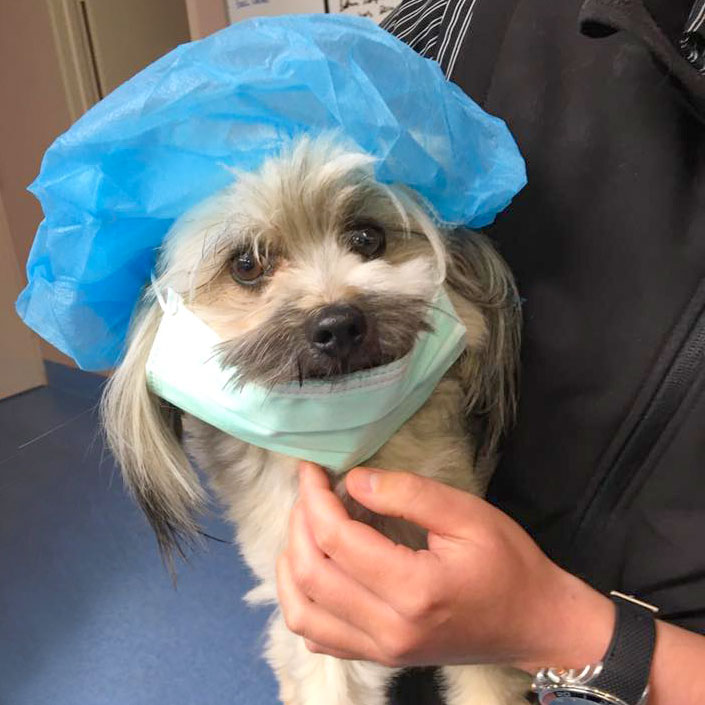 Familypet Vet - Puppy dressed as vet