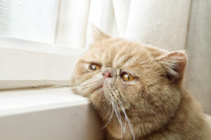 Familypet Vet - Cat resting chin on window