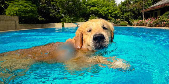 pet pool safety