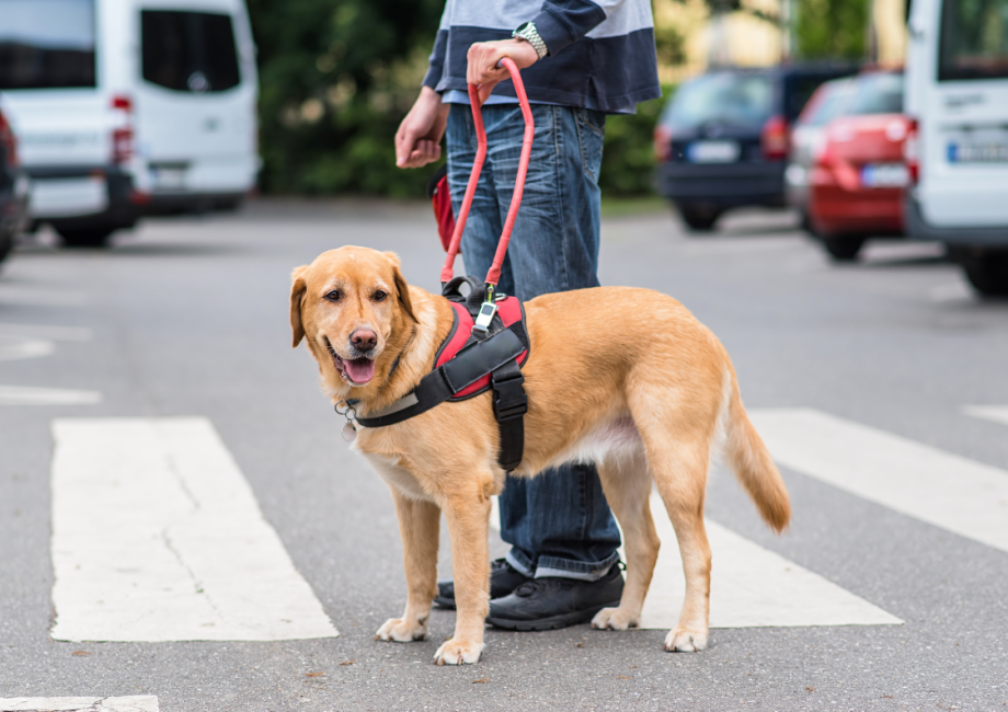 Five Tips for Supporting Guide Dog Handlers